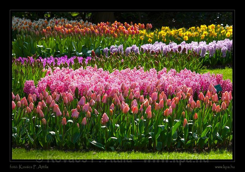 Keukenhof Hollandia 008.jpg